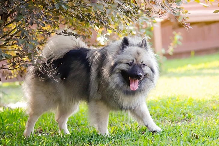 Keeshond-nemecky-spic